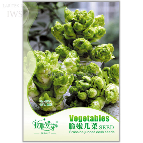 Organic Brassica Juncea Coss Vegetable Seeds, Original Pack, 30 seeds, natural and healthy vegetable Seeds IWSC130