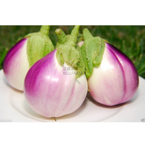 BELLFARM 100PCS Eggplant Heirloom White Purple 'lamp bulb' Vegetable Seeds, professional pack, organic tasty home garden vegetables