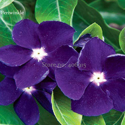 Rare Beautiful Purple Periwinkle Vinca major Flower, 10 Seeds, very beautiful climbing plant light up your  garden flowers E3712