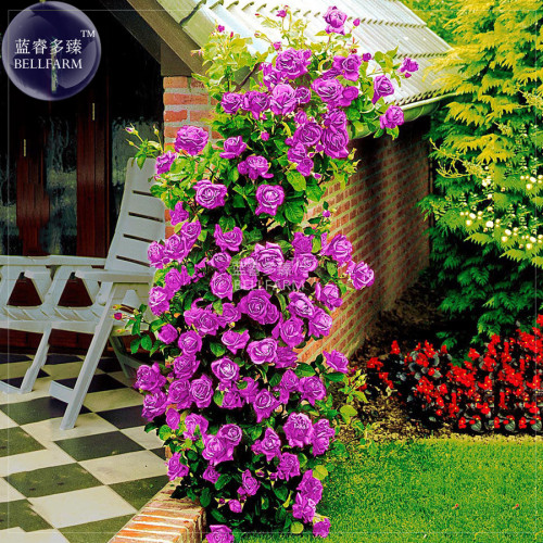BELLFARM Rose Purple Compact Climbing Flower Seeds, 50 seeds, professional pack, big blooms home garden fragrant