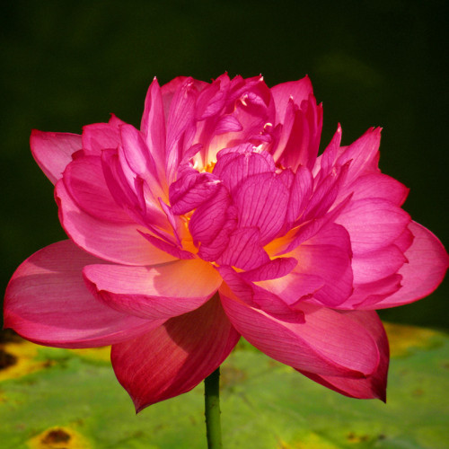 1 Professional Pack, 40 Seeds / Pack,  Nelumbo Nucifera Lotus ''Hong Yan'' Water Lily Flower Seeds #NF158