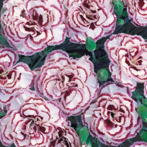 Dianthus 'Grans Favourite' Pinks Perennial Garden Plug Plants, professional pack,200 Seeds, big double flowers TS313T