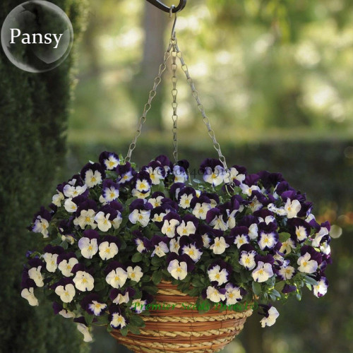 Hanging Purple White Pansy, 20 seeds, Trailing Winter Flowering Cool Wave Violet Wing E3758