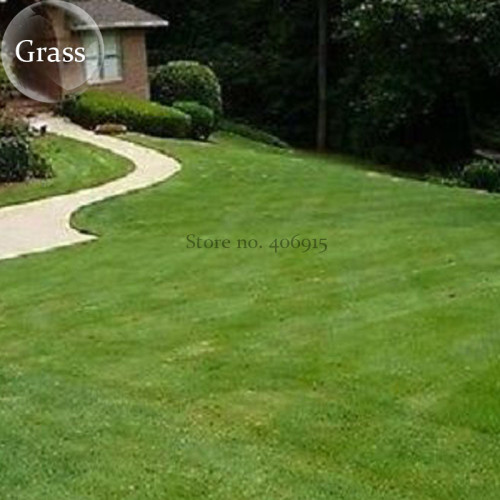 Football Grass, 100 seeds, evergreen grass E3927