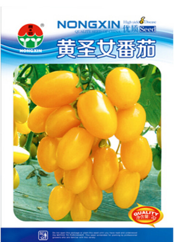 Bright Yellow Cherry Tomato 'Saintess' Organic Seeds, 1 Original Pack, 300 Seeds / Pack, Rare Heirloom Garden Optimization Seeds