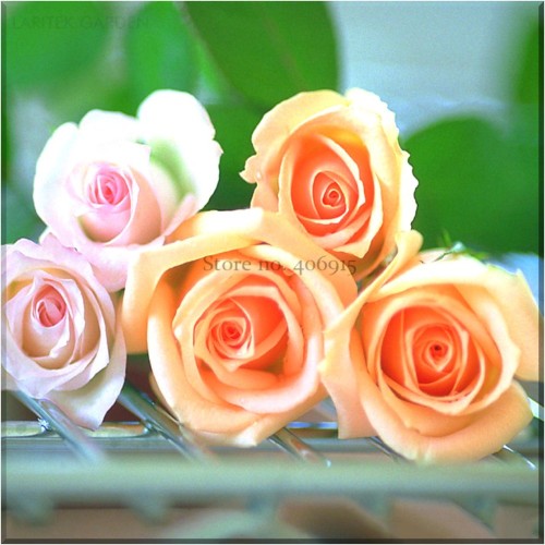 Heirloom Golden Pink Mixed Rose Flower Seeds, Professional Pack, 20 Seeds, fragrant rare flowers E3543