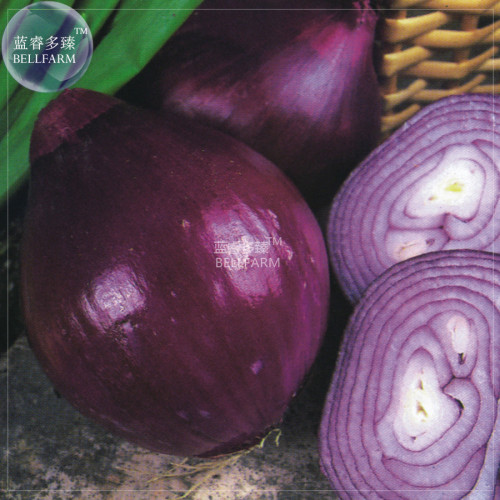 BELLFARM Onion Deep Purple Vegetable Seeds, 100 seeds, professional pack, giant sweet organic vegetables