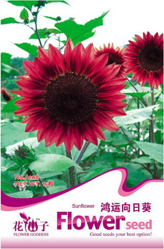 100% True 'Bonanza' Red Ornamental Sunflower Seeds, Original Pack 15 Seeds / Pack, Light Fragrant Flowers A108