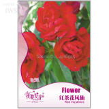 BELLFARM Fire Red Impatiens Bonsai FLowers, 25pcs/pack, improve the environment light up your garden IWSD203