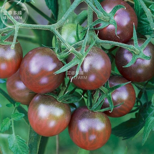 BELLFARM Tomato Cherry Black Vegetable Seeds, professional pack, organic tasty heirloom vegetable fruits