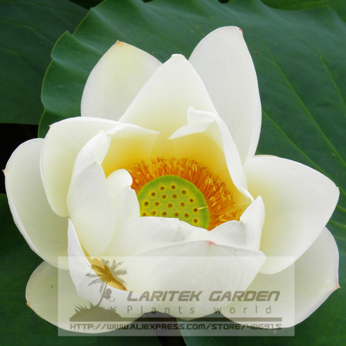 1 Professional Pack, 1 seeds / pack, Nobility Queen White Lotus Nelumbo Nucifera DIY #A00144