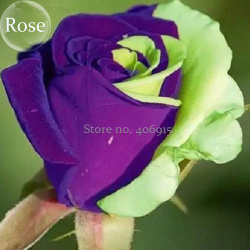Rare Purple Green Rose Flower, 50 Seeds, fragrant rose flowers light up your garden E3626