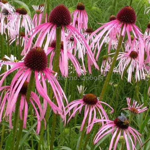 Rare 'Rain Stone'  Pink Echinacea Coneflowers, 100 seeds, good-looking attract butterflies improve the environment E3718
