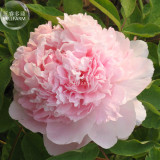 BELLFARM Peony Mr.zhao Pink Big Blooms Flower Seeds, 5 seeds, professional pack, hydrangea-typed home garden flowers