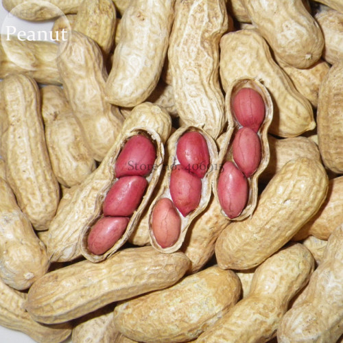 Heirloom Carwile's Virginia Peanut, 5 Seeds, 3 groundnuts in one shell open-pollinated nut E3832