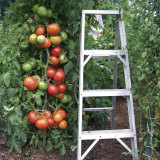 Park's Whopper CR Improved Hybrid Tomato Seeds 100pcs