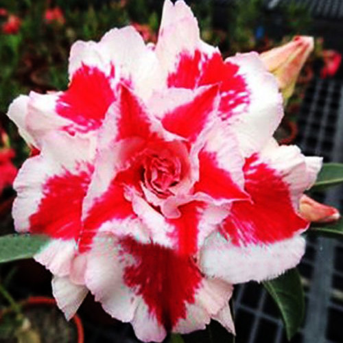 BELLFARM Heirloom 'Five Stars' Double Adenium Desert Rose Seeds 2pcs