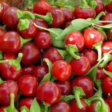 BELLFARM Cherry Bomb Red Hot Chile Pepper Seeds ( Capsicum annuum ) 20pcs