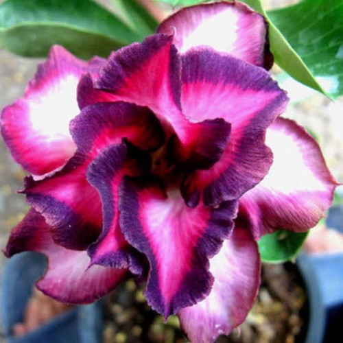BELLFARM Spiral Bright Rose Pink Adenium Desert Rose with Purple Edge Flower Seeds 2pcs