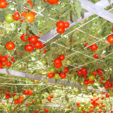 BELLFARM 200pcs Italian Tree Tomato 'Trip L Crop' Seeds Combo S/H Vine Tomato Climbing Tomato Tree Seeds