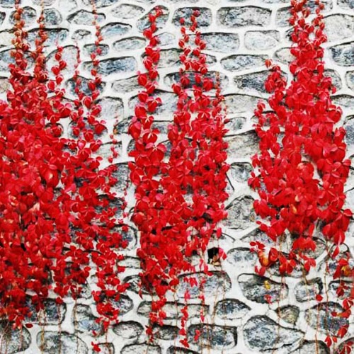 BELLFARM Rare Red Ivy Creeper Leaves Heirloom Seeds 10pcs