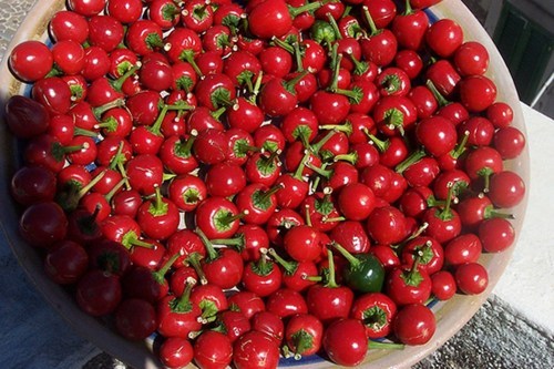 BELLFARM Cherry Bomb Red Hot Chile Pepper Seeds ( Capsicum annuum ) 20pcs