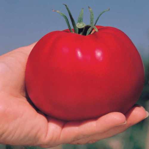 Park's Whopper CR Improved Hybrid Tomato Seeds 100pcs