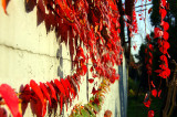BELLFARM Rare Red Ivy Creeper Leaves Heirloom Seeds 10pcs