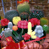 BELLFARM Mix Cactus Echinopsis Tubiflora Ball Cactus Perennial Succulent Plants Bonsai Seeds 10pcs