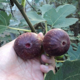 BELLFARM Giant Purple Ficus carica Fig Shrubs Seeds 6pcs