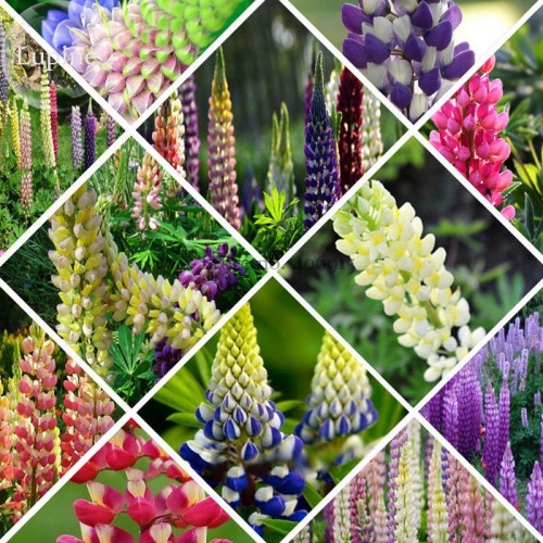 Mixed 12 Types of Russell Lupine Dull Ice Flowers, 20 seeds, light up your garden E3729