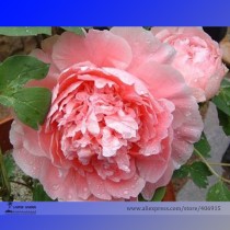 Rare Big Blooming 'Bai Jiao' Pink Tree Peony Flower Seeds, Professional Pack, 5 Seeds, Fragrant Garden Peony E3196
