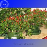 Heirloom Thai Sun Hot Pepper Capsicum annuum Ornamental Chili Seeds, Professional Pack, 100 Seeds, Mini Hot Pepper Seeds TS176