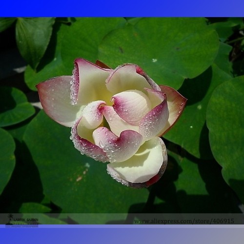 New White Purple Nelumbo Nucifera Lotus Flower Seeds, Professional Pack, 1 Seed / Pack, 100% True Variety E3168