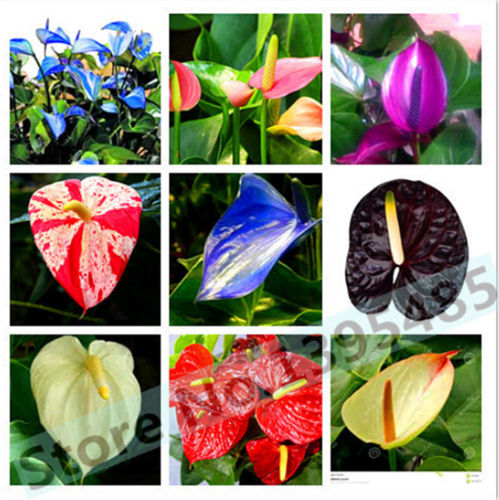 100% True Variety Rare Different Perennial Anthurium Flower Bonsai Seeds, Professional Pack, 20 Seeds / Pack, Hardy Plants E3243