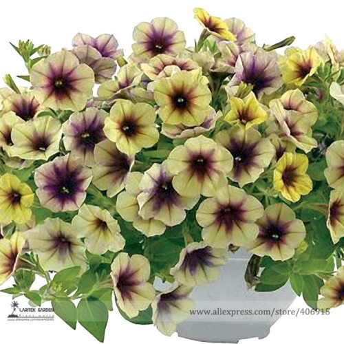 Rare Casctus Autumn Mystery Petunia Plants Flower Seeds, Professional Pack, 100 Seeds / Pack, Bonsai Beautiful Flower E3152