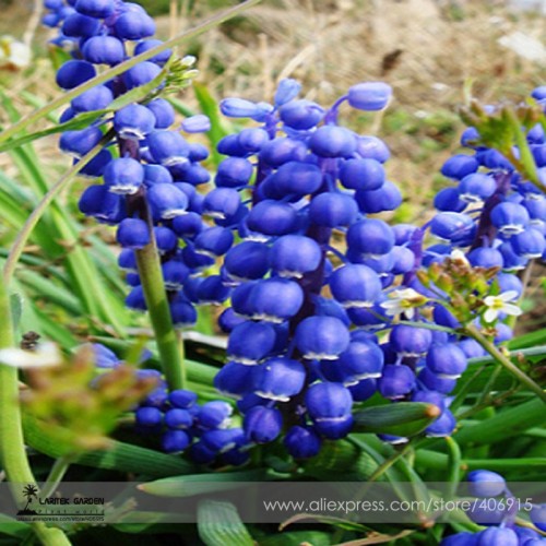 Rare 'Blue Flower Goddess' Lily of the valley Convallaria majalis Perennial Flower Seeds, Professional Pack, 50 Seeds / Pack