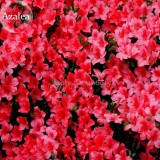 Fresh Rose Red Zalea Rhododendron, 50 Seeds, home garden bonsai flowers plant E3906