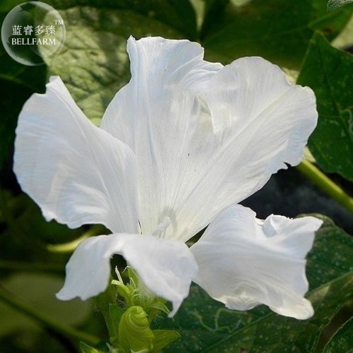 White Hige Morning Glory, 50 seeds, open with 5 split petals or a solid petal E3999