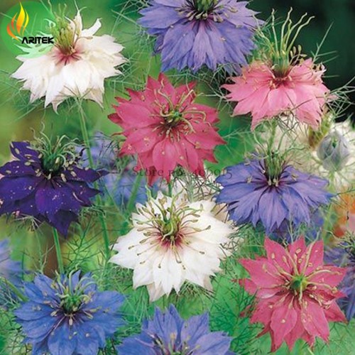 Nigella Damascena Mixed Love-in-a-mist Fennelflower Seeds, 20 Seeds, beautiful devil-in-the-bush annual flowers E3517
