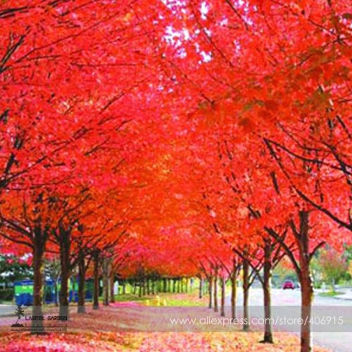 100% True Japanese Red Maple Tree Seeds, Professional  Pack, 20 Seeds / Pack, Ornamental Garden Tree E3393