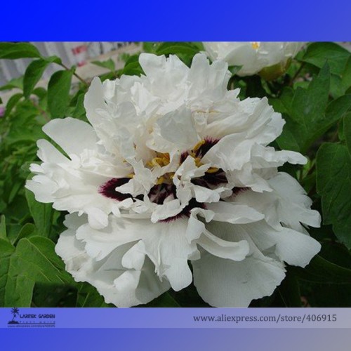 Rare Heirloom 'Xue Shan Jin Ding' White Black White Black Peony Tree Flower Seeds, Professional Pack, 5 Seeds / Pack, Light Fragrant Flowers