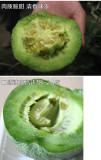 BELLFARM Sweet Melon 'Luzun' Hybrid Fruit Seeds, 500 seeds, original pack, super sweet green skin inside fragrant hardy plants