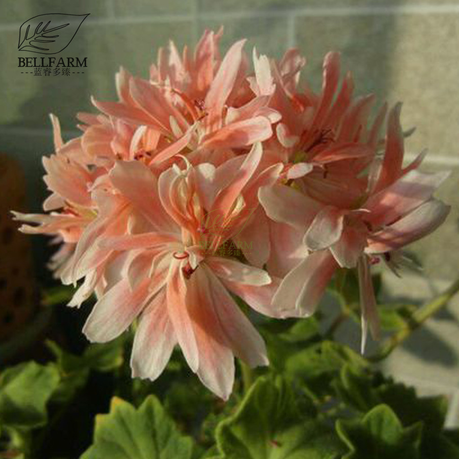 US$ 1.45 - BELLFARM Geranium White Light Orange Thin Long Ornamental ...