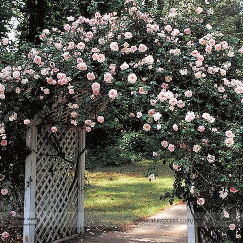 New Dawn White Pink Climbing Rose Plant Flower Seeds, Professional Pack, 50 Seeds / Pack, Light Fragrant Attracting Bees