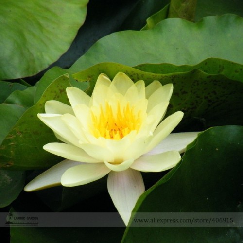 Heirloom Light Yellow Water Lily Nymph Flower Seeds, Professional Pack, 1 Seed / Pack, Beautiful Golden Flower W3143