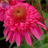 BELLFARM Echinacea Mixed 9 Colors Big Blooms Perennial Flower Seeds, 200 seeds, professional pack, heirloom hybrid coneflowers