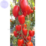 BELLFARM Imported Tomato Seeds, 100 Seeds, Professional Pack, organic bright red middle fruits E4075