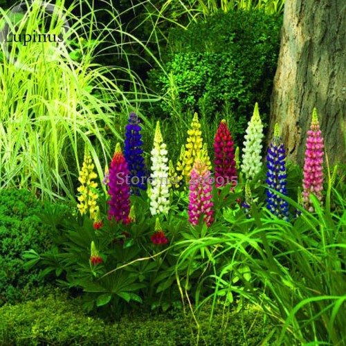 Heirloom Wild Lupine Flowers Mixed Pink White Yellow Red Purple Dark Red colors, 20 Seeds, very easy to grow E3703