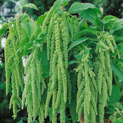 Amaranthus Green Flower Green Leaves Hanging Plant Seeds, 100 Seeds, Professional Pack, ornamental annual plant TS402T
